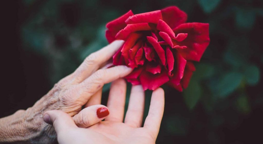 Hände eines alten und jungen Menschen, die gemeinsam eine rote Rose halten.